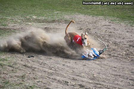 Whippet Hunde Foto 45802 in höherer Auflösung ansehen Whippet Devaj Ultra