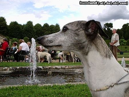 Whippet Hunde Foto 14238 Whippet Jacky du Tadjoura