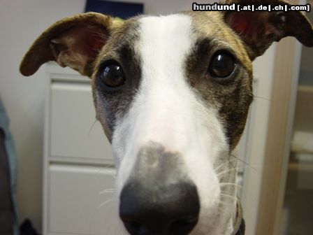 Whippet Hunde Foto 16812 Whippet Guck Guck