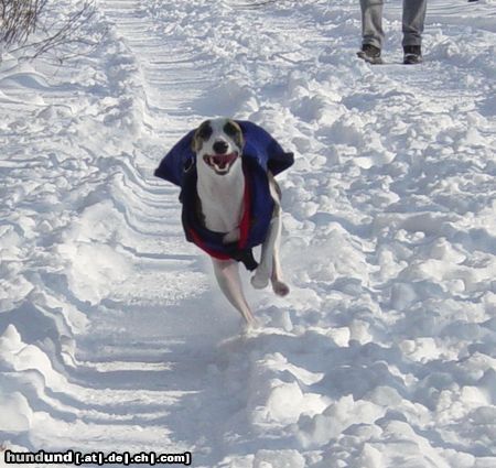 Whippet Hunde Foto 18176 in höherer Auflösung ansehen Whippet Schneeausflug