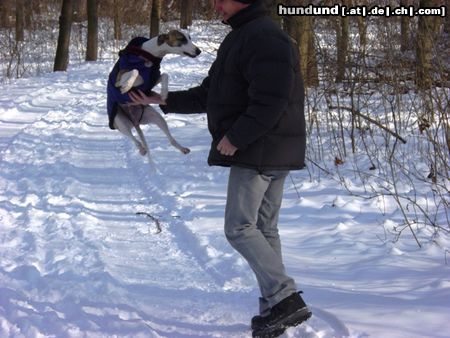 Whippet Hunde Foto 18175 in höherer Auflösung ansehen Whippet Schneeausflug