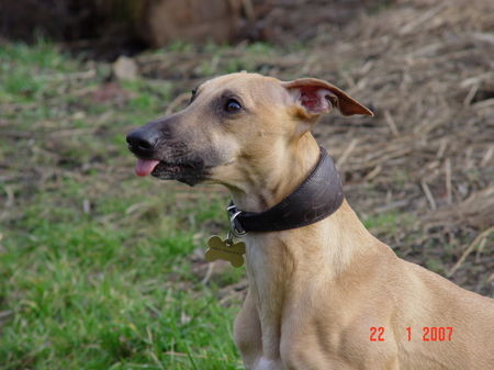 Whippet Hunde Foto 39019 in höherer Auflösung ansehen Whippet Kimberly in einem unbeobachteten Moment