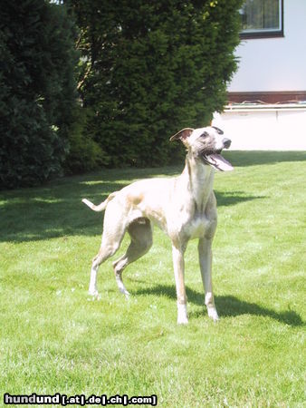 Whippet Hunde Foto 25035 in höherer Auflösung ansehen Whippet Na nun wirf den Kong schon endlich