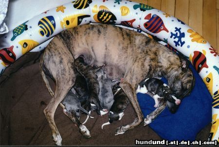 Whippet Hunde Foto 10938 Whippet Mein zukünftiger Rüde?