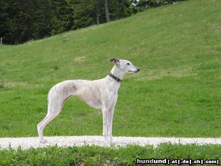 Whippet Hunde Foto 4487 Whippet Eine 8-jährige Mutter von 3 Würfen...