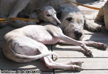 Whippet Hunde Foto 3989 Whippet Windhunde unter sich...
