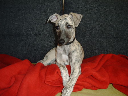 Whippet Hunde Foto 37204 Whippet Ich bin eine Prinzessin!