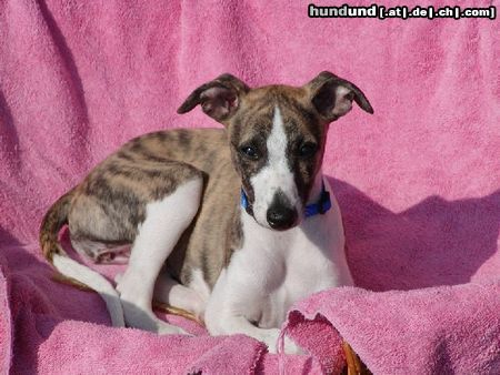 Whippet Hunde Foto 6063 Whippet Whippet-Welpe Lucy
