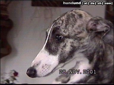 Whippet Hunde Foto 8304 Whippet MlCh.HERMIONA GRANGER Lazarus