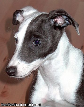 Whippet Hunde Foto 17142 Whippet 11 Wochen, na und?