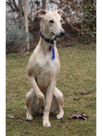 Whippet Hunde Foto 31090 in höherer Auflösung ansehen Whippet Blossom