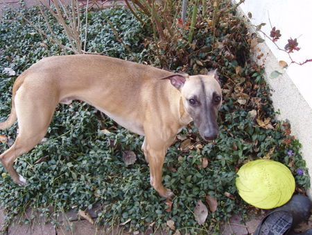 Whippet Hunde Foto 42222 in höherer Auflösung ansehen Whippet
