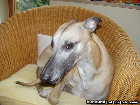 Whippet Hunde Foto 44427 in höherer Auflösung ansehen Whippet Freddy