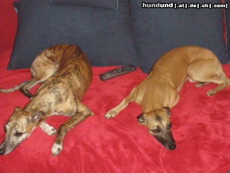 Whippet unsere Jungs Excalibur und Smooth Operator