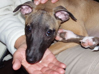 Whippet