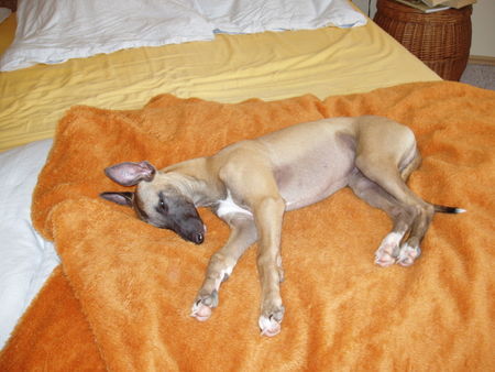 Whippet Hunde Foto 42223 in höherer Auflösung ansehen Whippet