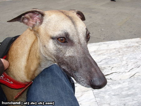 Whippet Hunde Foto 44428 in höherer Auflösung ansehen Whippet Freddy