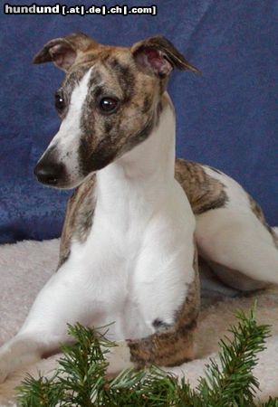 Whippet Hunde Foto 6748 Whippet Lucy 8 Monate alt