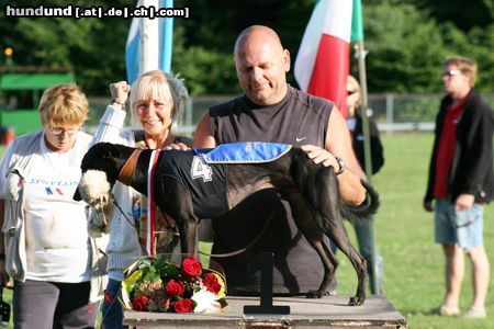 Whippet Hunde Foto 46241 Whippet Déva Pegazus Europa Rennsieger 2008.