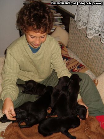Whippet Hunde Foto 15600 Whippet Peti mit Whippet Welpen (Tancreve of Gasfirst & Merlene Ottey Greengrocer)