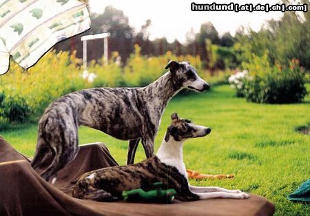 Whippet Hunde Foto 8336 Whippet