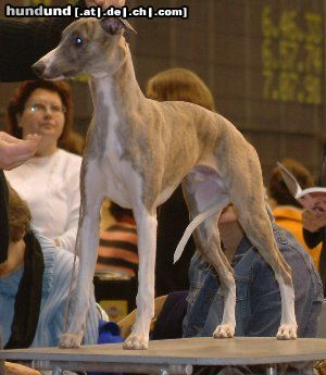 Whippet Hunde Foto 10084 Whippet Mein Hund Rodi, geboren 02.08.02