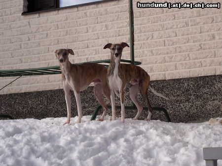 Whippet Hunde Foto 10085 Whippet Mein Hund Rodi (links) mit seinem Bruder Riku