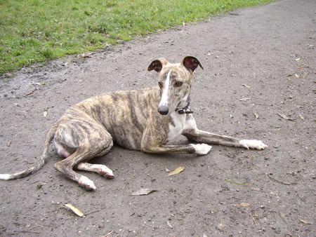 Whippet