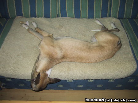 Whippet Hunde Foto 25037 in höherer Auflösung ansehen Whippet Jetzt liegt er aber bald unten