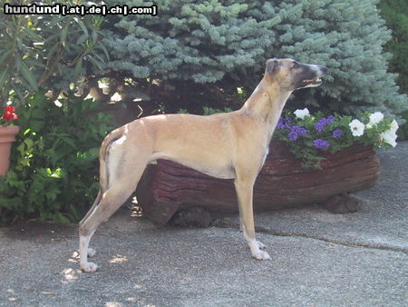 Whippet Hunde Foto 25036 in höherer Auflösung ansehen Whippet Was gibt's da zu sehen?
