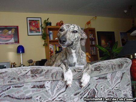 Whippet Hunde Foto 4112 Whippet das ist meine Whippet-Hündin Emma
