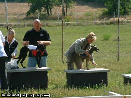 Whippet Hunde Foto 15654 Whippet Ungarische Kurzstreckenmeisterschaft 2004. 1.Dévaj M.Sir Winston(Bes. Borsi Bea & Csonka István) 2. Dévaj Nívó (Bes. Gyarmati Zsuzsa )