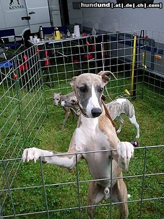 Whippet Hunde Foto 14239 Whippet Whippetrüde