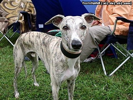 Whippet Hunde Foto 14242 Whippet Was ist denn da?? :-)