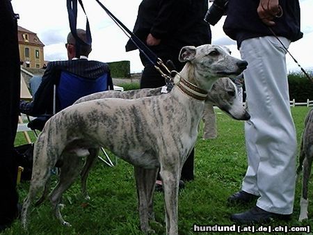 Whippet Hunde Foto 14241 Whippet Whippetdoppelpack