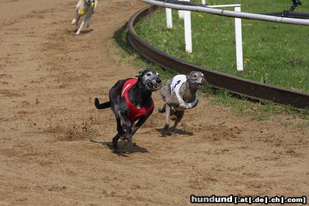 Whippet Devaj Sir Winston & Nívo