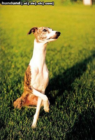 Whippet Hunde Foto 8338 Whippet giraffe :)) ( ASTRA CLASSIC Lazarus )