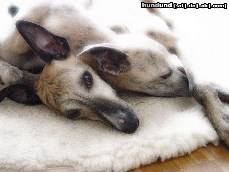 Whippet Hunde Foto 17511 in höherer Auflösung ansehen Whippet