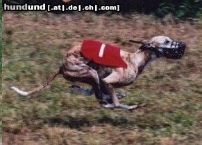Whippet Hunde Foto 16883 Whippet supercoursing