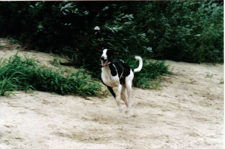 Whippet Hunde Foto 30353 Whippet Tylko Ty Irish Whisky am Ufer Polen