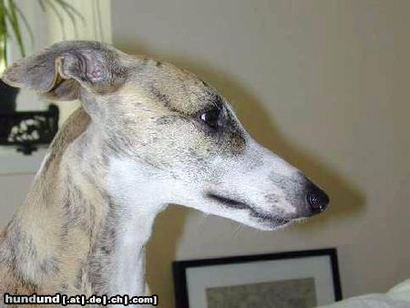 Whippet Hunde Foto 16876 in höherer Auflösung ansehen Whippet jugendliche Maus