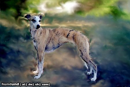Whippet Hunde Foto 16877 in höherer Auflösung ansehen Whippet herbstliches Farbenspiel