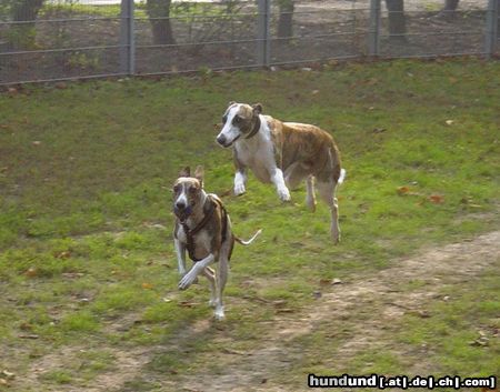 Whippet Hunde Foto 26095 Whippet nur rennen ist schöner ;-)