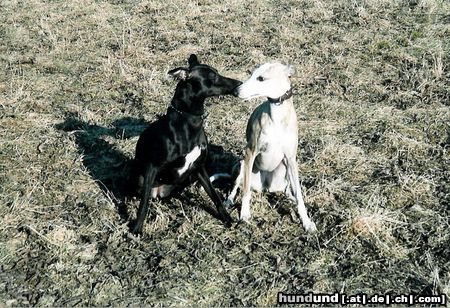 Whippet Hunde Foto 15454 Whippet Fly und Amber