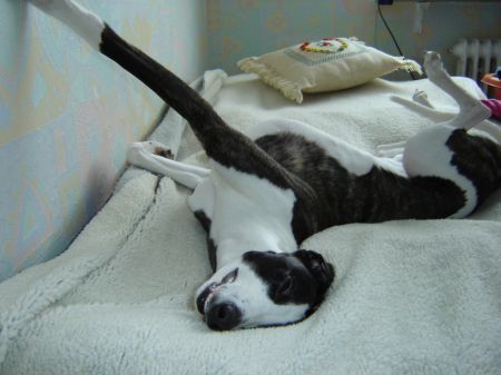 Whippet Hunde Foto 30350 Whippet Tylko Ty Irish Whisky