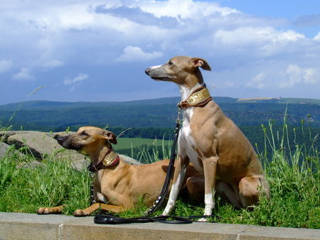 Whippet Hunde Foto 39020 in höherer Auflösung ansehen Whippet Kimberly und Iceflower beim Sightseeing