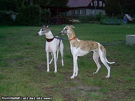 Whippet CHRIS de BURGH Lazarus & MADAGASKAR Lazarus