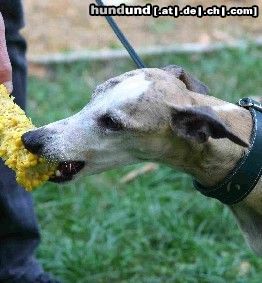 Whippet Hunde Foto 16882 Whippet hunger
