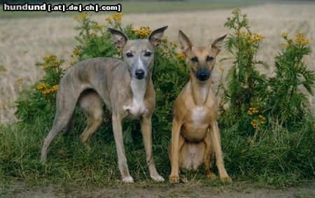 Whippet Annabelle & Blue Velvet vom kleinen Berg