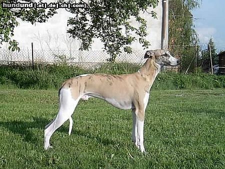Whippet Hunde Foto 8826 Whippet MADAGASKAR Lazarus